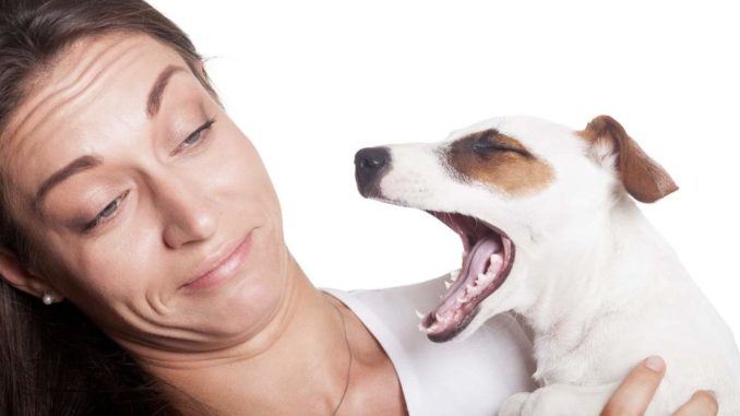 Dog Breath Causes Cures of Bad Breath in Dogs