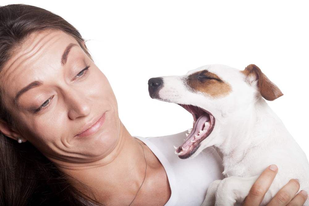 dog-breath-causes-cures-of-bad-breath-in-dogs